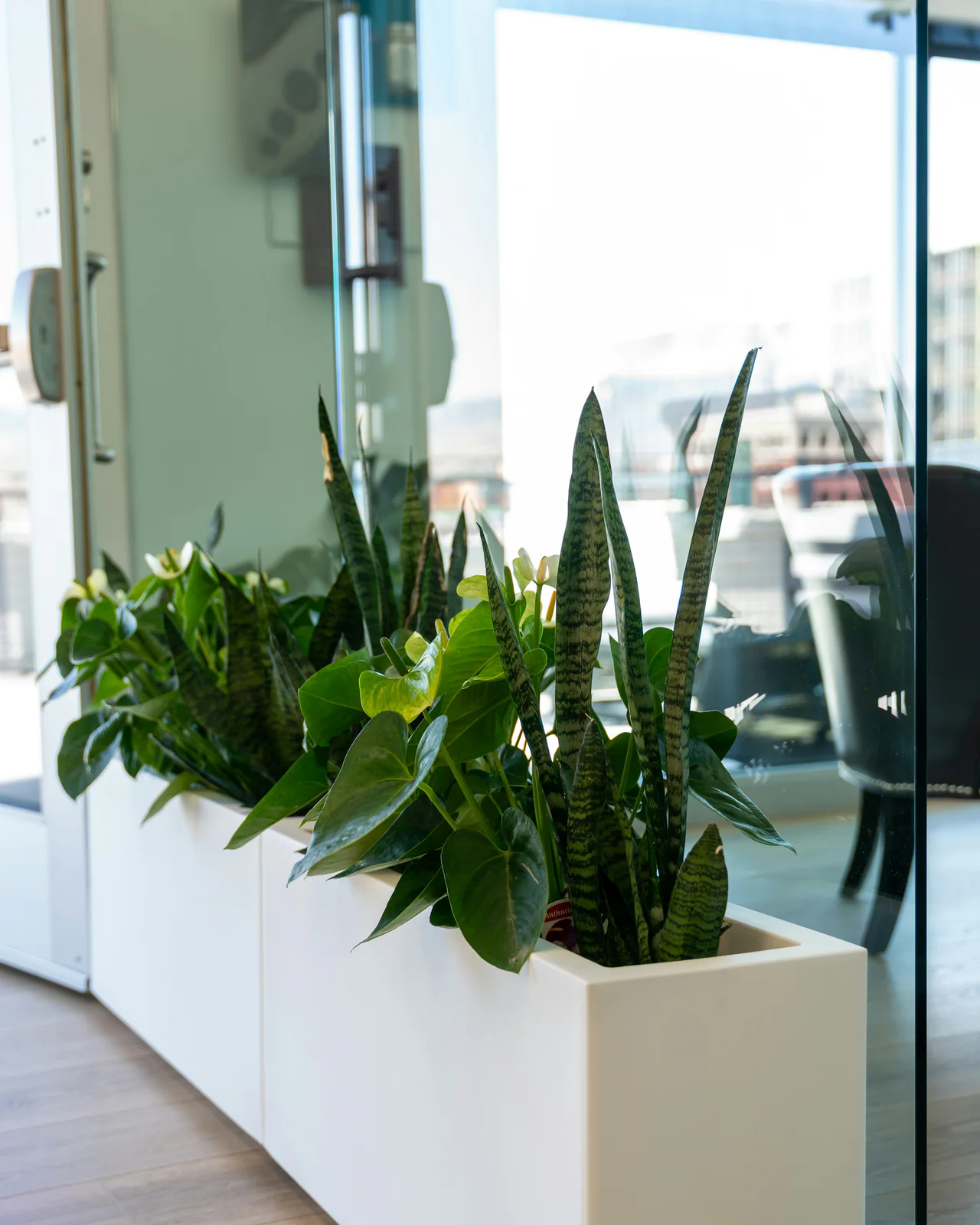 Plantenbakken met sansevieria en andere planten bij een glazen wand